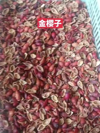 三蒸三晒广西野生金樱子肉大果带籽精选无硫泡水泡酒配枸杞