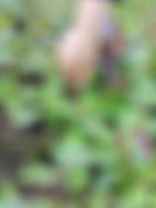 血皮菜哦,新鲜血皮菜,现掐现发……#血皮菜炒猪肝 #血皮菜 #血皮菜做法