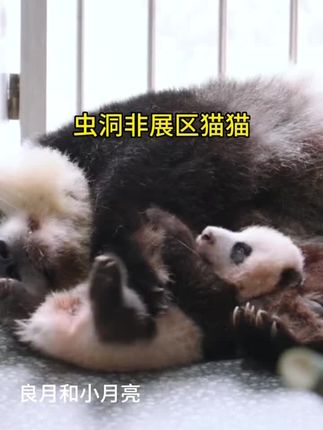 虫洞公布非展区的猫猫啦!又可以看到渝爱了!就是不知道渝爱哪天可以出来跟姨姨们见面?#重庆动物园 #熊猫熊猫熊猫熊猫