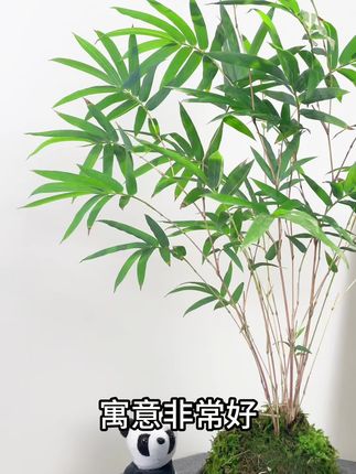竹子中zui好养的#红观音竹#苔藓球#室内绿植#花卉绿植#国风植物