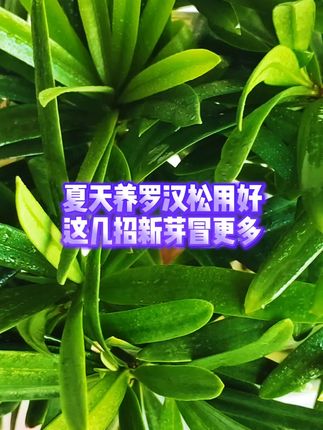 夏天养罗汉松用好这几招新芽冒更多 夏天养罗汉松用好这几招新芽冒更多