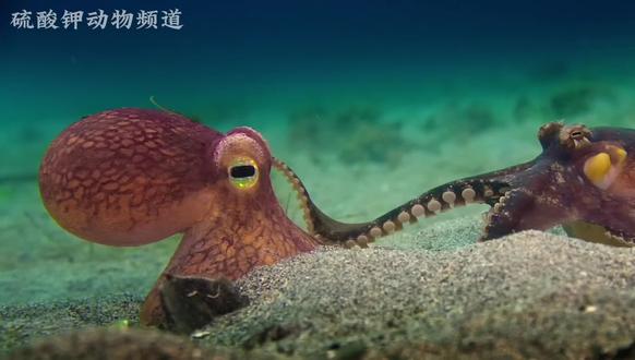 “世界真真假假,而我这一拥抱,也证明了你在我眼中就是真的#动物科普#动物世界 #神奇动物在抖音 #章鱼