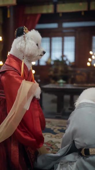 狗狗宫斗戏#Ai #抖音ai创作 #ai古风郡主冲突