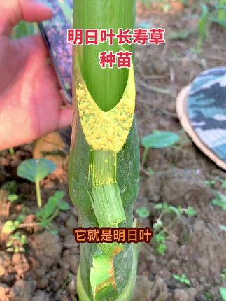 #盆栽 #草本植物 #药食同源 #植物百科 #我的菜园子 明日叶长寿草种苗新鲜茎叶干茎叶