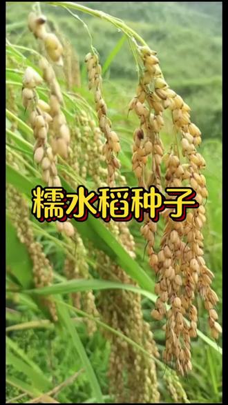 水稻优质高产种子~ 桂育糯198常规糯稻种子,广西农科院培育正宗品种,一级香糯品质!米粒晶莹,蒸煮后软糯浓香,口感上乘,做汤圆、糍粑、米酒都超合适。适配广西全域稻区种植,生育期适配早中晚稻,出米率高,谷粒饱满。正规审定品种,芽率高易种植,种粮户优选糯谷种!#水稻种子#糥谷种子 #糯米种子 #优质高产种子 #水稻种子