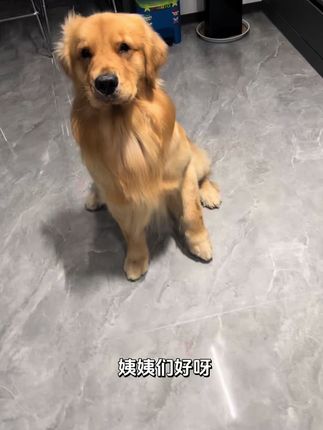 养大型犬尤其是金毛,每年一次的体检很有必要,尤其是心腹彩超,毕竟心脏负担大,这次体检包括基本的体格检查、血常规、生化24项、DR两张、腹部彩超和心脏彩超(腋下和肚子会剃毛),所以夏天常趴空调间地砖的狗狗需要体检完回家戴好围兜防止着凉噢。医生和我说弟弟的心跳声和别的狗狗有点不一样,窦性心律不齐也是不少大型犬存在的问题,所以辅酶Q10我会给它加入日常养护,希望我崽一定健康平安快乐
