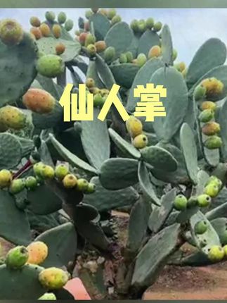 仙人掌#米帮塔仙人掌 #仙人掌 #花卉绿植 #仙人掌品种大全 #耐高温适合夏天种植