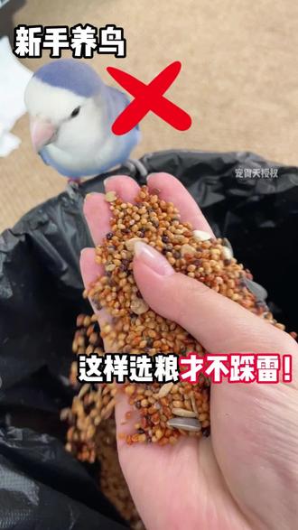 新手养鸟买鸟粮如何准确避坑?!A #鹦鹉 #鹦鹉鹦鹉萌萌哒逗鹦鹉 #鹦鹉小白 #鹦鹉日常 #宠尚天