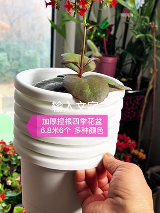 #透气花盆 喜欢种花的朋友可以试试这个加仑花盆,它是加厚的四季盆,还是控根的,采用透气塑料盆设计,不怕太阳暴晒,不怕水浇多了烂根,非常适合种各种花卉绿植,而且它还是大号的欧式花盆,摆在家里特别好看。现在下单还有超值福利等你拿!爱养花的姐妹们赶紧冲啊!