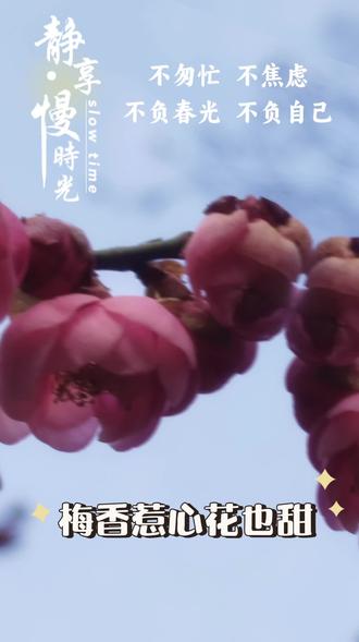 梅园的梅花开了,2月4日梅园开园