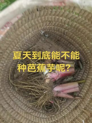 #新农人计划 #我的农村生活 #芭蕉芋