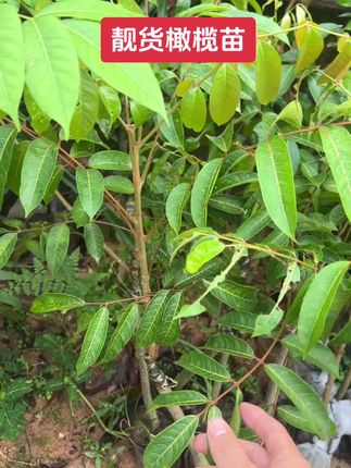 橄榄树苗#树苗 #绿植 #植物 #果苗种植