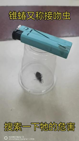 锥蝽也叫接吻虫美洲锥虫病
急性期可能出现发热、肿胀、皮疹等;若未治疗,20%-30%的慢性感染者会出现心脏肥大、消化道病变,甚至心力衰竭、猝死,且慢性期难以治愈,有数据提示牠的排泄物可在人的身体隐藏数年。