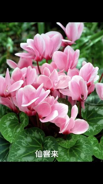 仙客来——谪仙一般的花花#花的世界很美 #自学画画打卡 #你能叫出它的名字吗