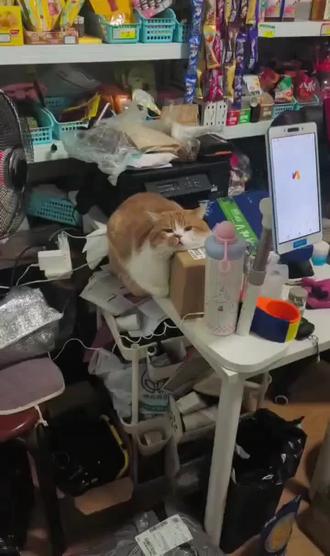 【哇塞,好肥美的小猫!#萌宠搞笑#猫咪#哈基米#搞笑#关注我持续更新