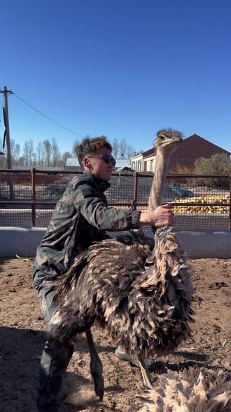 自己拔的时候也心疼#鸵鸟 #日常