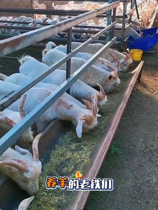 #牛羊养殖 #养羊技术分享 #养羊 #农村养羊 #合畜 合畜麻杏石甘颗粒