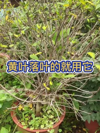 植物都是喜欢弱酸性环境的,长期浇自来水导致突然盐碱化,慢慢植物就会黄叶掉叶,叶边干枯叶尖干枯等情况。#花卉绿植 #三角梅养护@DOU+小助手