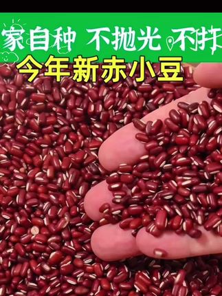 #赤小豆 #长粒赤小豆 #赤小豆薏仁