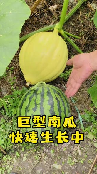 巨型南瓜种植挑战,快速膨大种,能否长到400斤? #农家种植 #巨型南瓜种植 #巨型南瓜生长记录
