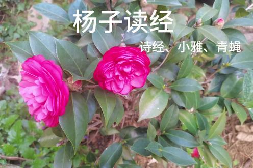 每日一经!
《青蝇》指苍蝇,喻谗人。此诗属于强烈政治讽刺诗,采用了最直白,最尖锐的淋漓尽致手法,(苍蝇的特性,传染病毒,不洁阴地生存方式,挥之不去群生物种)揭露当时西周末崩溃的朝庭被谗佞之人控制,君臣不似君臣尊重,父子不似父子敬重,兄弟不似兄弟重情。诗中:(营营青蝇,止于榛,谗人罔极,构我二人)。政治道德和文人精神底线遭到践踏,文人给了祸国殃民谗佞人一个专用名词“青蝇”曹植,李白都借用过此词。。这是一首对谗佞群臣的政治檄文诗体。《巷伯》诗中:取彼谮人,投畀豺虎,豺虎不食,投畀有北,有北不受,投畀有昊天。《青蝇》、《巷伯》说明了政治气氛极度恶劣,文人墨客采用决绝的诅咒的手法!
感恩孔子及弟子编辑!