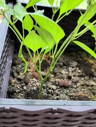 一天一个样 真的好漂亮#阳台种植 #种菜 #在家种菜 #自己种菜 #植物生长