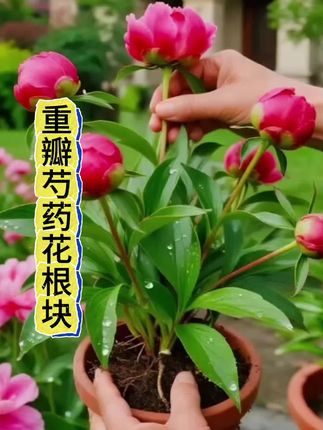 想给庭院/室外添抹亮色?选这款带芽芍药种根准没错!重瓣花型饱满大气,开花时艳压满园,而且耐寒耐养,室外四季栽植都没问题,新手也能轻松hold住。 春季栽种成活率高,种根芽点鲜活,种下不用多费心,就能盼到繁花绽放。不管是庭院地栽造景,还是阳台盆栽观赏,都是颜值担当,多年生养护省心,年年能赏浪漫花景。 #春季芍药种根 #带芽重瓣芍药 #耐寒庭院花卉 #室外易活芍药 #盆栽芍药种植