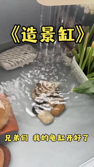 新手别盲目做生态缸!洗缸‑养水‑放鱼‑下龟完整流程
#养龟日记 #龟缸造景 #养龟知识 #养龟日常 #造景缸
