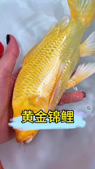 通体金鳞透亮生辉,纹路规整质感温润,游动身姿优雅灵动,自带满满贵气氛围感。黄金锦鲤性情温顺亲和,适应能力极强,不挑剔水质吃食,耐寒耐温体质强健,日常打理十分省心。寓意吉祥雅致,摆在家中庭院或是室内鱼缸,都能装点景致,平添一份悠然雅致的生活韵味。#黄金锦鲤 #养鱼日记 #鱼缸里的大自然 #养鱼养心 #锦鲤