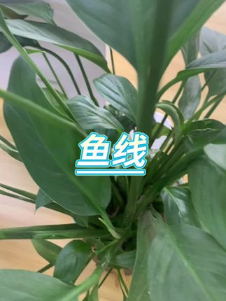 #钓鱼鱼线 #渔具 #钓鱼线