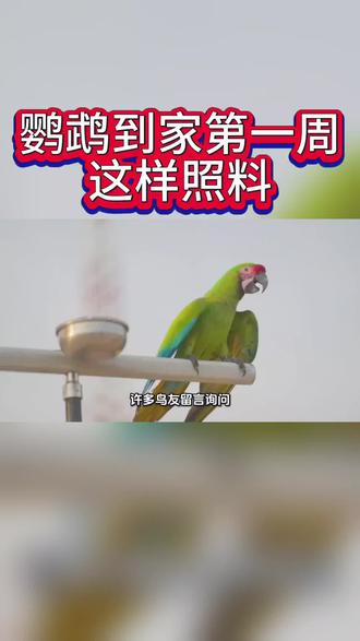 #鹦鹉 #鹦鹉鹦鹉萌萌哒逗鹦鹉 #虎皮鹦鹉#玄凤鹦鹉
