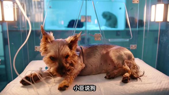 狗狗胰腺炎的症状和解决办法 #养狗经验分享