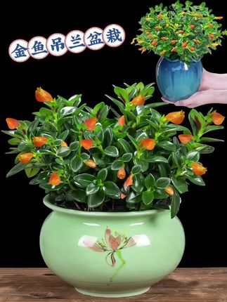 金鱼吊兰盆栽。金鱼吊兰,如小金鱼般绽放的花朵,圆润可爱,真是令人心动。叶片四季常绿,美丽迷人且易于照料,只需适量浇水即可茁壮成长,同时还能净化空气。无论是在家中、卧室还是办公室,摆放它都能成为一道亮丽的风景线。喜欢的话,不妨带些回家养!#花卉绿植 #金鱼吊兰 #室内盆栽