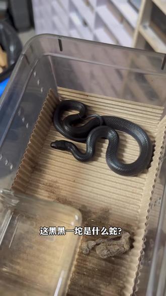 墨西哥黑王蛇干货知识科普#爬宠 #宠物蛇 #黑王 #冷知识科普#省流 #黑王蛇