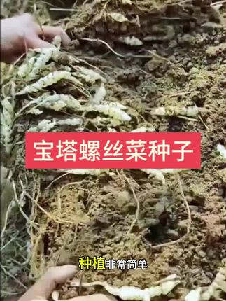 你们那边这个叫什么?#宝塔螺丝菜#宝塔菜 #宝塔菜种子