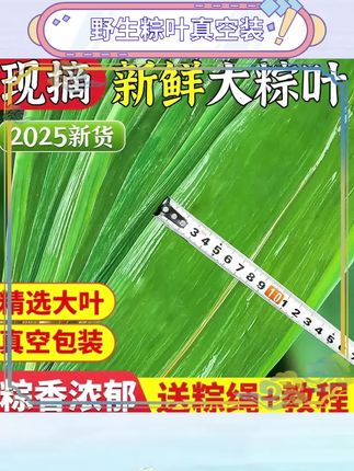 新鲜野生粽叶清香扑鼻。真空包装保鲜效果更好。包粽子必备天然好材料。每片粽叶都经过精挑细选。大小均匀适合包制粽子。让传统粽子更添自然风味。家用方便随时取用制作。端午节包粽子首选材料。清香粽叶带来美味体验。#端午节 #包粽子 #天然食材 #厨房好物