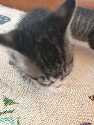 真是一只爱干净的小猫咪#猫猫 #小猫洗脸#宠物出道计划#猫咪日常vlog