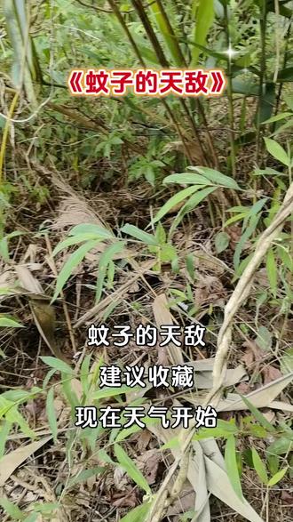 今夏最大愿望,蚊子不吸血,只吸脂肪,蚊子们,来吧!