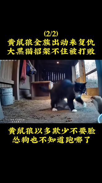 黄鼠狼组织全族来复仇,以多欺少真不要脸,黑猫吃大亏了!#神奇动物在抖音 #萌宠出道计划 #乌云踏雪 #黑猫 #玄猫