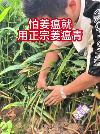 #种植小技巧 #生姜的种植方法 #增产增收才是硬道理