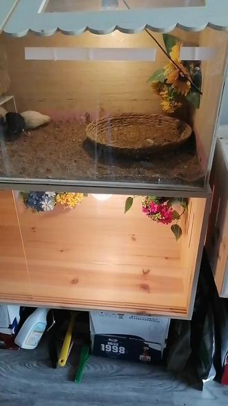 #家有宠物 趁放假给小鸡打扫卫生啦。