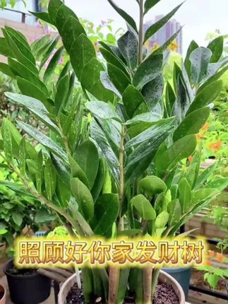 金钱树总是叶子发黄长势差,还不知该如何处理,那不妨试试这个金钱树通用营养肥!#三农养花 #三农流量扶持计划 #养花小知识