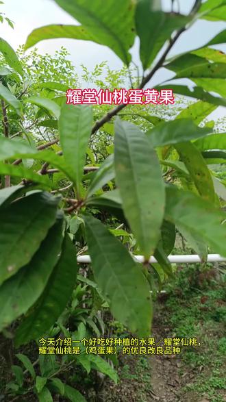 蛋黄果/耀堂仙桃蛋黄果 #果树种植技术 #创作者中心 #创作灵感