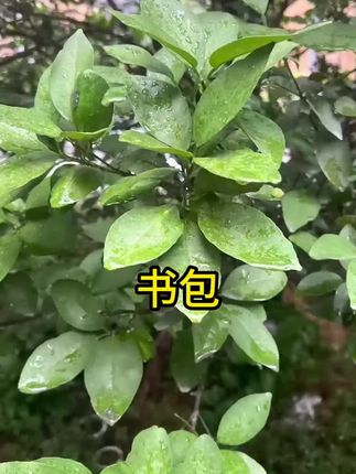 #书包 #书包推荐 #儿童书包