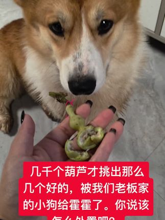 #葫芦 #葫芦福禄 #文玩 #文玩爱好者 #文玩人