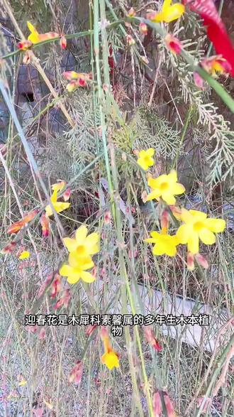 春天最早的花#植物科普小知识 #认识植物 #迎春花