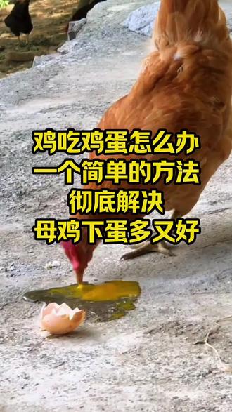 鸡吃鸡蛋怎么办一个简单的方法轻松解决母鸡下蛋多#三农养殖#鸡#养鸡人
