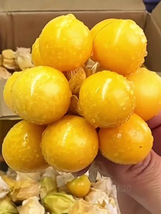 #姑娘果 #脆甜多汁 #新鲜应季水果 #水果 金黄金黄的果肉,口口爆汁,真的超级好吃!现摘现发新鲜到家