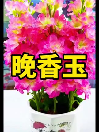 重瓣晚香玉 它的花朵是大自然精心雕琢的艺术品,洁白的花瓣层层叠叠,如雪花般轻盈,每一片都细腻柔软,边缘微微卷曲,带着几分俏皮#爱生活爱养花 #养花小知识 #花卉绿植 #养花 #晚香玉
