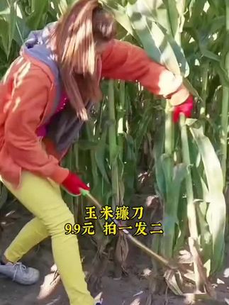 #玉米镰刀 #玉米镰刀玉米专用收割镰刀 #镰刀 #强烈推荐 #五金工具